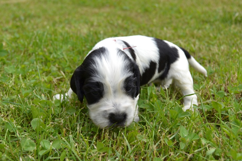 5e - pejsek vínová.JPG